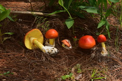 Amanita basii