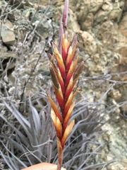 Tillandsia geissei