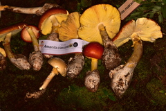 Amanita basii
