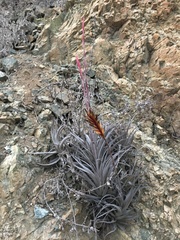 Tillandsia geissei