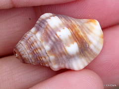 Gemophos sanguinolentus