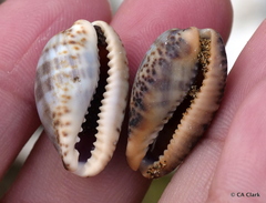 Pseudozonaria nigropunctata