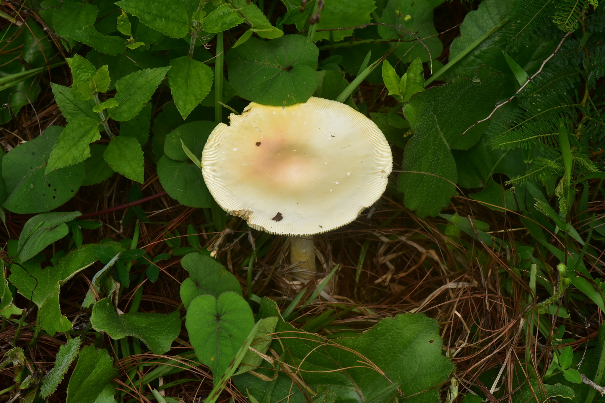 Amanita basii image