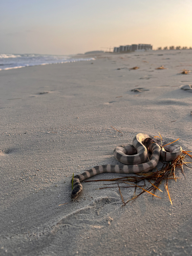 Persian Gulf Sea Snake