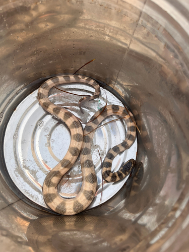 Persian Gulf Sea Snake