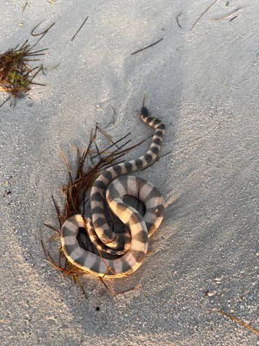 Persian Gulf Sea Snake
