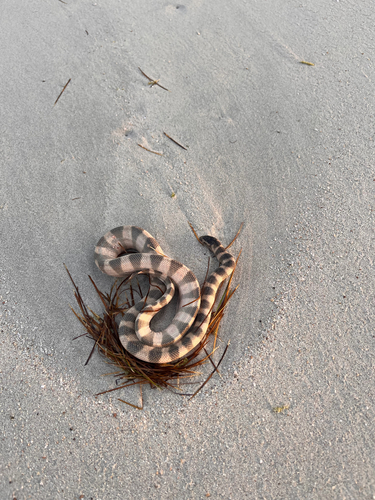 Persian Gulf Sea Snake