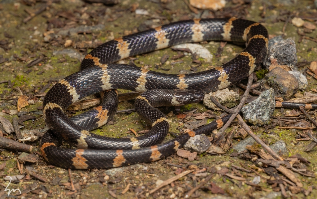 Gongshan Wolf Snake