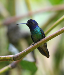 Chrysuronia oenone