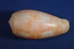 Conus bullatus image