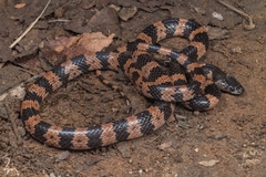 Panzhihua Wolf Snake photo 2