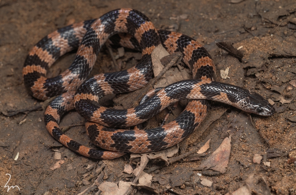 Panzhihua Wolf Snake