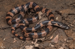 Panzhihua Wolf Snake photo 1