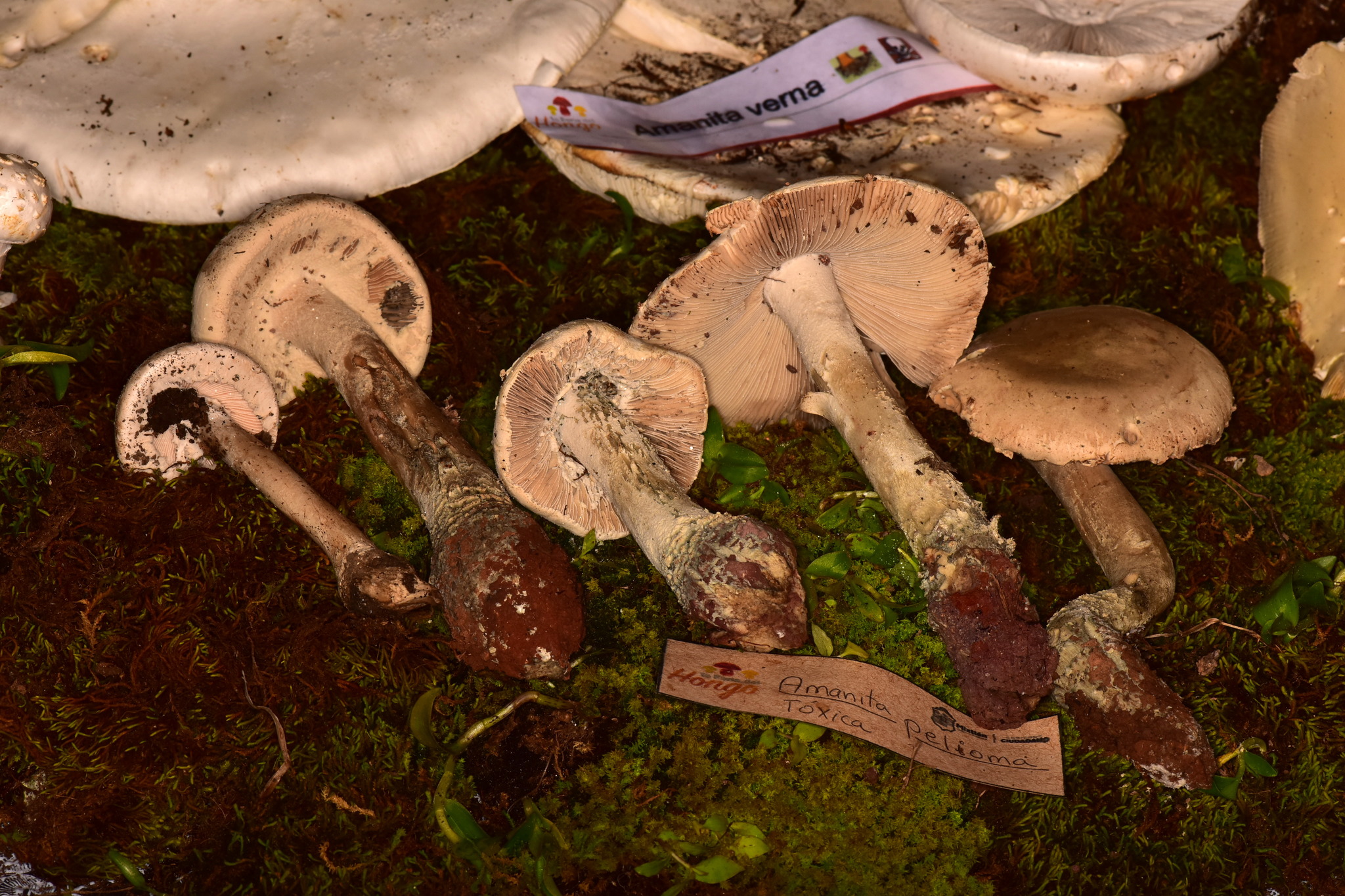 Amanita pelioma image