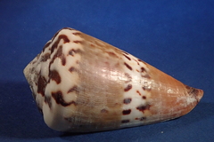 Conus capitaneus