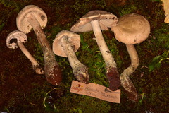 Amanita pelioma
