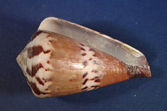 Conus capitaneus