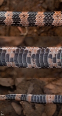 Panzhihua Wolf Snake photo 3