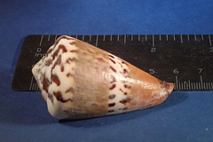 Conus capitaneus