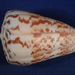 Conus caracteristicus - Photo (c) Donna Pomeroy, μερικά δικαιώματα διατηρούνται (CC BY-NC), uploaded by Donna Pomeroy