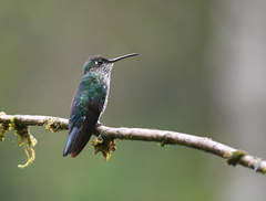 Taphrospilus hypostictus