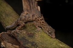Gulinqing Bent-Toed Gecko photo 3