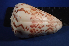 Conus caracteristicus