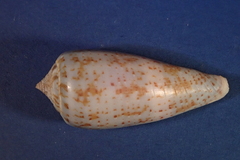 Conus cinereus