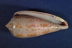 Conus cinereus