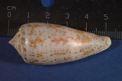 Conus cinereus