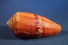 Conus coccineus