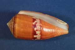 Conus coccineus