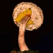 Boletellus coccineus - Photo 由 Alan Rockefeller 所上傳的 (c) Alan Rockefeller，保留部份權利CC BY