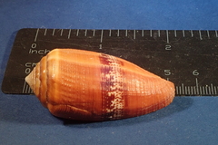 Conus coccineus