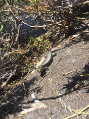 Eulamprus kosciuskoi