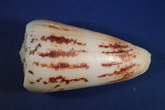 Conus magus