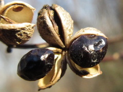 Zanthoxylum schinifolium