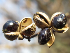 Zanthoxylum schinifolium