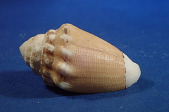 Conus dorreensis