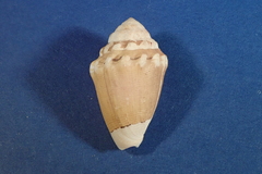 Conus dorreensis