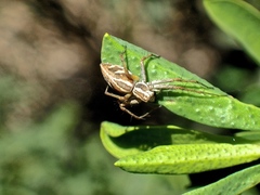 Oxyopes amoenus