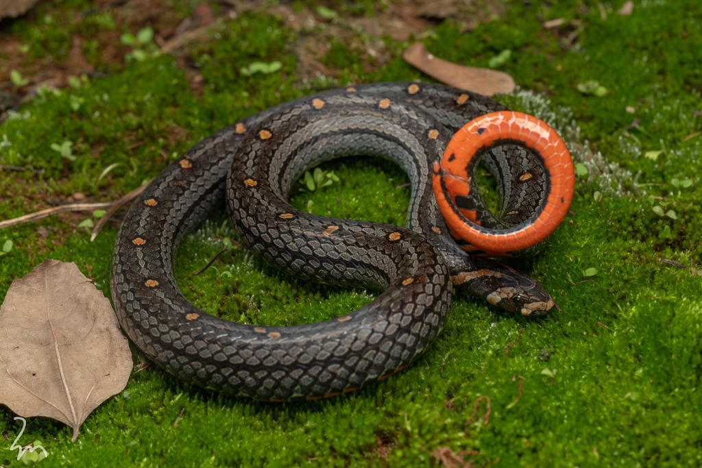 Lacroix Kukri Snake