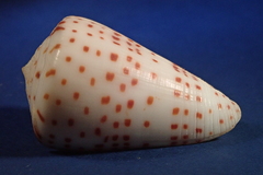 Conus eburneus