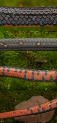 Lacroix Kukri Snake photo 2