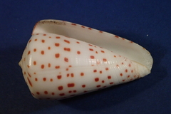 Conus eburneus