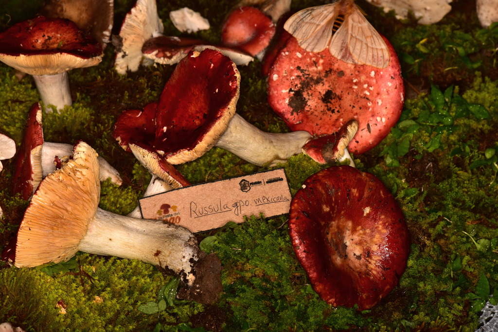 Russula mexicana