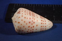 Conus eburneus