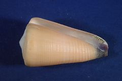 Conus emaciatus