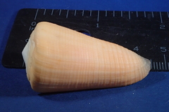 Conus emaciatus