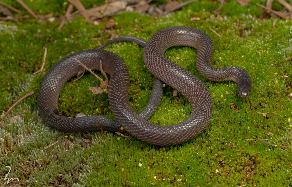 Panzhihua Odd-Scaled Snake